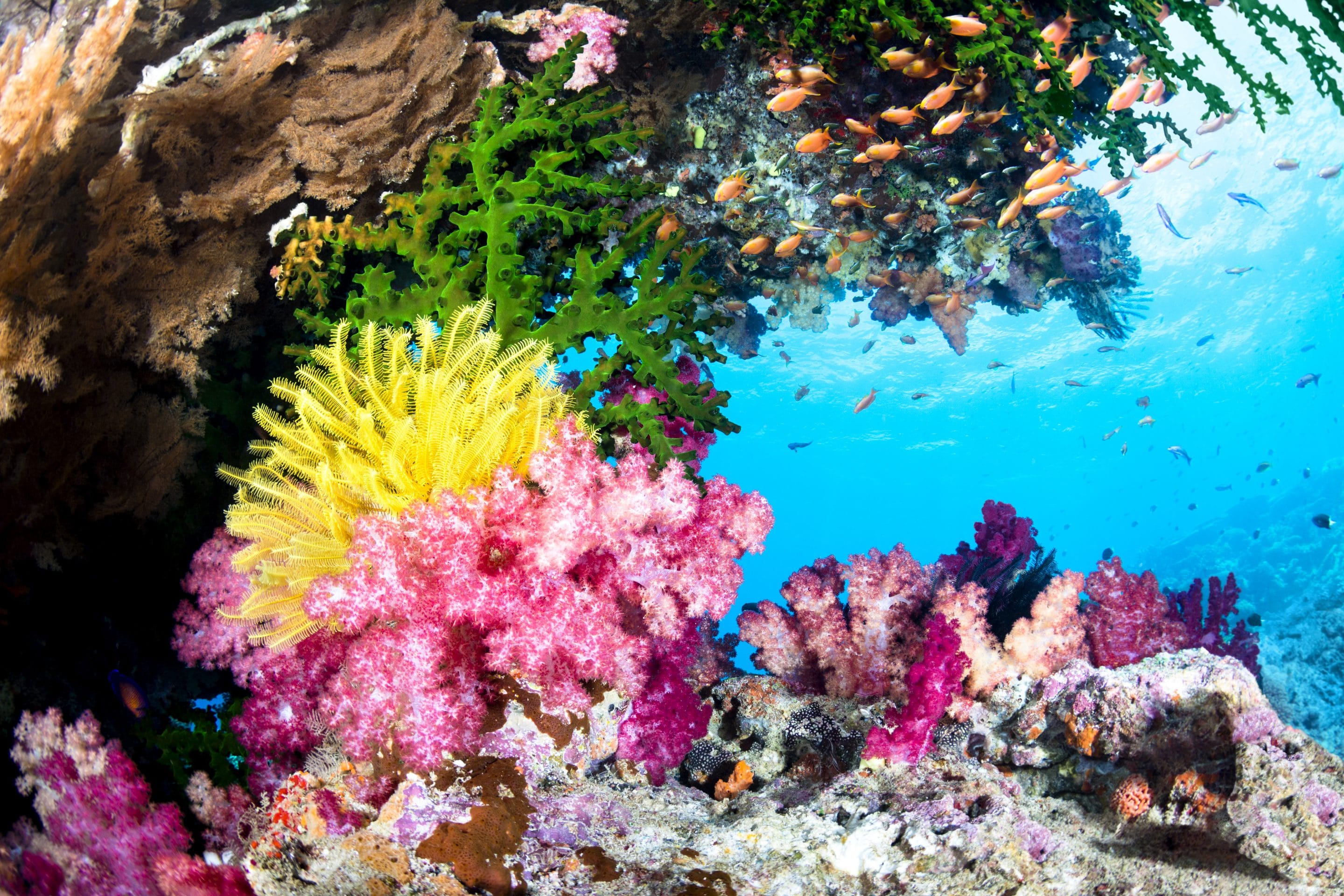 Wissenschaftler finden 500m hohes Korallenriff 53 500m hohes Korallenriff scaled