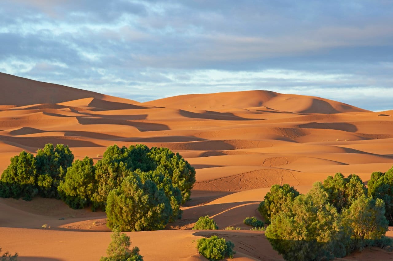 Fast 2 Mrd. Bäume in Sahara entdeckt 35 Baeume Sahara